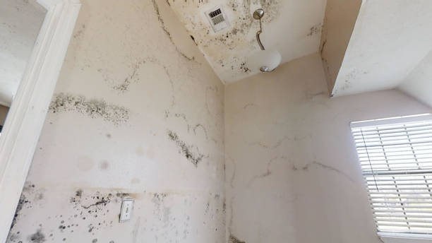 Best Mold Damage Restoration  in Mitchell, SD