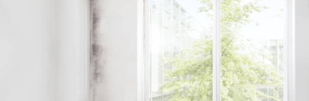 Best Mold Remediation for Vacation Homes  in Mitchell, SD