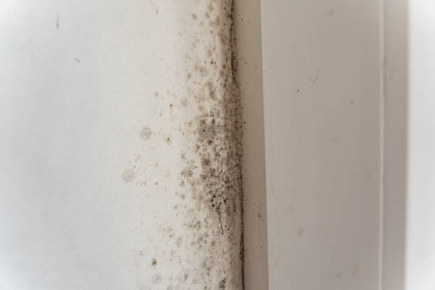 Best Mold Prevention Services  in Mitchell, SD
