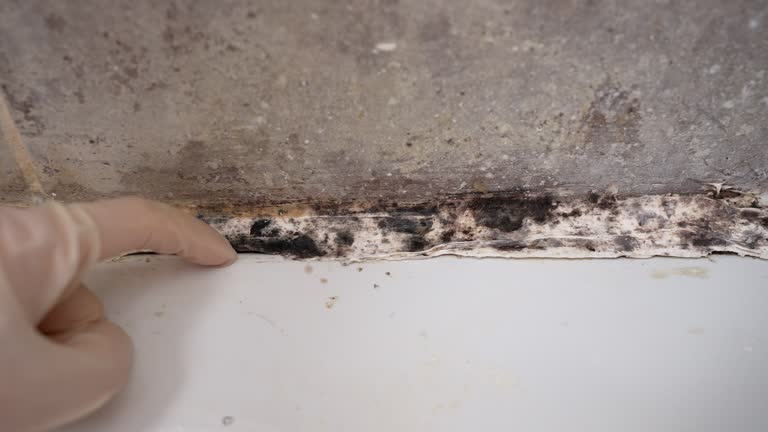 Best Attic Mold Removal  in Mitchell, SD
